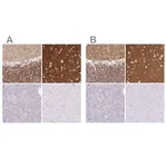 Merck Anti-SIRPA antibody produced in rabbit