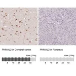 Merck Anti-PNMAL2 antibody produced in rabbit