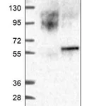 Merck Anti-HS3ST5 antibody produced in rabbit