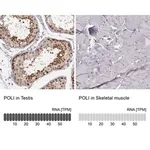 Merck Anti-POLI antibody produced in rabbit