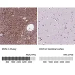 Merck Anti-DCN antibody produced in rabbit