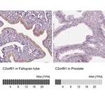 Merck Anti-C2orf81 antibody produced in rabbit