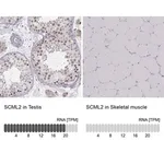 Merck Anti-SCML2 antibody produced in rabbit