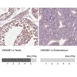 Merck Anti-VWA5B1 antibody produced in rabbit
