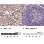 Merck Anti-ACOX2 antibody produced in rabbit