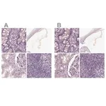 Merck Anti-OPTC antibody produced in rabbit