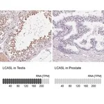 Merck Anti-LCA5L antibody produced in rabbit