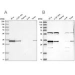 Merck Anti-PRKRA antibody produced in rabbit