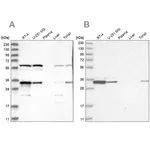 Merck Anti-PRKRA antibody produced in rabbit