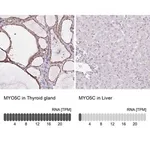 Merck Anti-MYO5C antibody produced in rabbit