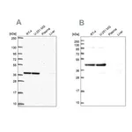 Merck Anti-CCDC94 antibody produced in rabbit