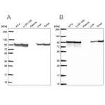 Merck Anti-HSP90AB1 antibody produced in rabbit