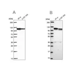 Merck Anti-AP1B1 antibody produced in rabbit