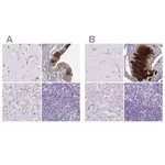 Merck Anti-KRT12 antibody produced in rabbit