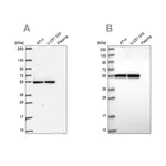 Merck Anti-GRWD1 antibody produced in rabbit