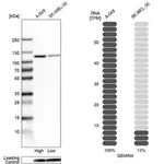 Merck Anti-GEMIN4 antibody produced in rabbit