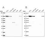 Merck Anti-CAND1 antibody produced in rabbit