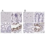 Merck Anti-HIST1H1T antibody produced in rabbit