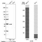 Merck Anti-CLTB antibody produced in rabbit