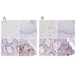 Merck Anti-ACAN antibody produced in rabbit