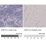 Merck Anti-P2RY10 antibody produced in rabbit