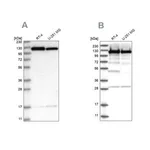 Merck Anti-KIF5B antibody produced in rabbit