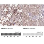 Merck Anti-RASA1 antibody produced in rabbit