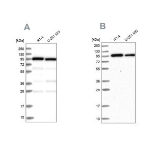 Merck Anti-COPG1 antibody produced in rabbit