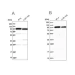 Merck Anti-COPG1 antibody produced in rabbit