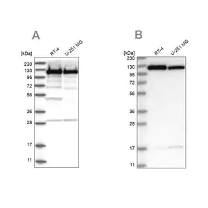 Merck Anti-KIF5B antibody produced in rabbit