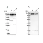 Merck Anti-KIF5B antibody produced in rabbit