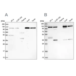 Merck Anti-USO1 antibody produced in rabbit