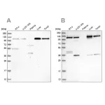 Merck Anti-USO1 antibody produced in rabbit