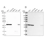 Merck Anti-NUP37 antibody produced in rabbit