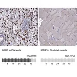 Merck Anti-IKBIP antibody produced in rabbit