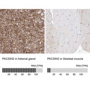 Merck Anti-PACSIN2 antibody produced in rabbit