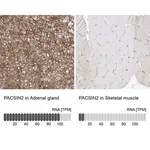 Merck Anti-PACSIN2 antibody produced in rabbit