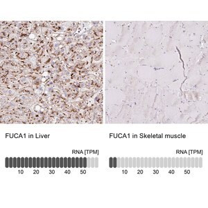 Merck Anti-FUCA1 antibody produced in rabbit