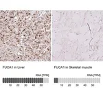 Merck Anti-FUCA1 antibody produced in rabbit