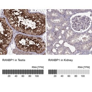 Merck Anti-RANBP1 antibody produced in rabbit