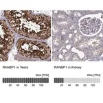 Merck Anti-RANBP1 antibody produced in rabbit
