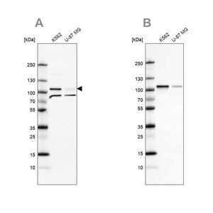 Merck Anti-SRPK1 antibody produced in rabbit