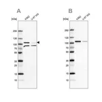 Merck Anti-SRPK1 antibody produced in rabbit