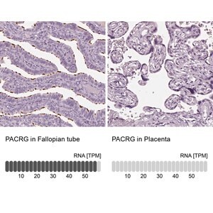 Merck Anti-PACRG antibody produced in rabbit