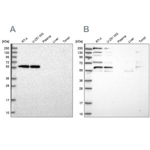 Merck Anti-SAAL1 antibody produced in rabbit