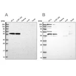 Merck Anti-SAAL1 antibody produced in rabbit