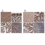 Merck Anti-SUCLA2 antibody produced in rabbit
