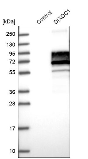 Merck Anti-DIXDC1 antibody produced in rabbit