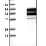 Merck Anti-DIXDC1 antibody produced in rabbit
