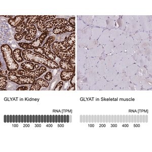 Merck Anti-GLYAT antibody produced in rabbit